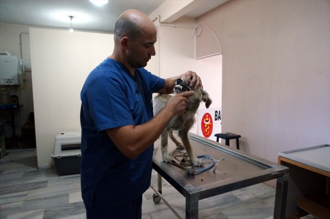 Hayvanseverler sokak hayvanlarına atık malzemelerden yuva yapıyor